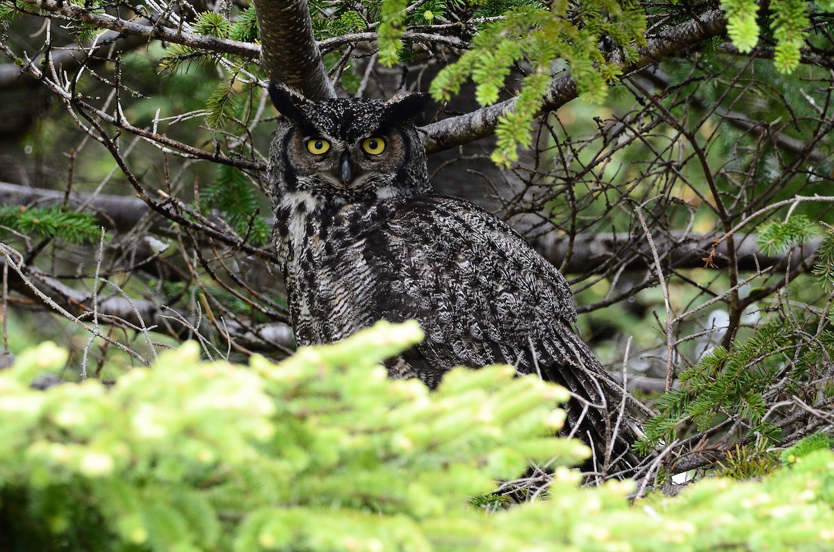 Great Horned Owl - ML620416467