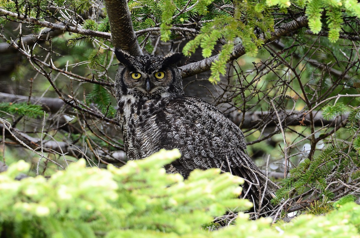 Great Horned Owl - ML620416468