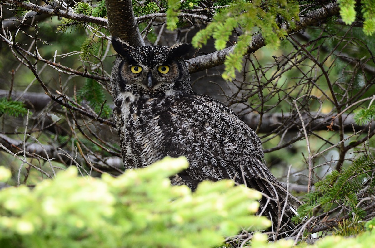 Great Horned Owl - ML620416469