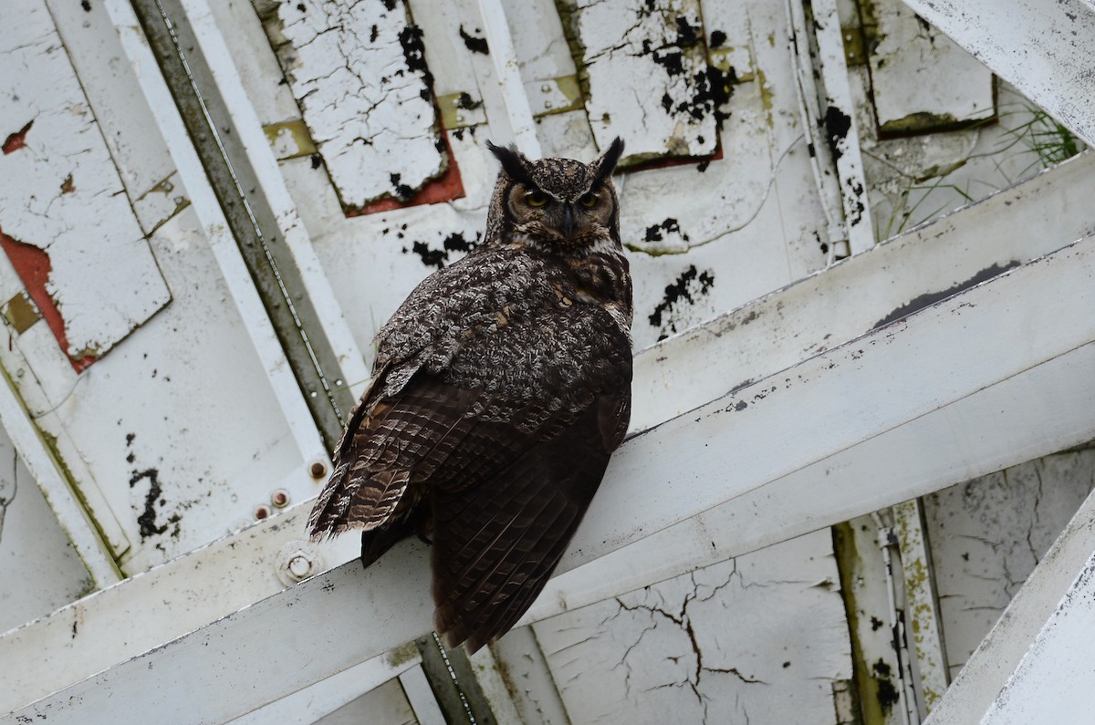 Great Horned Owl - ML620416487