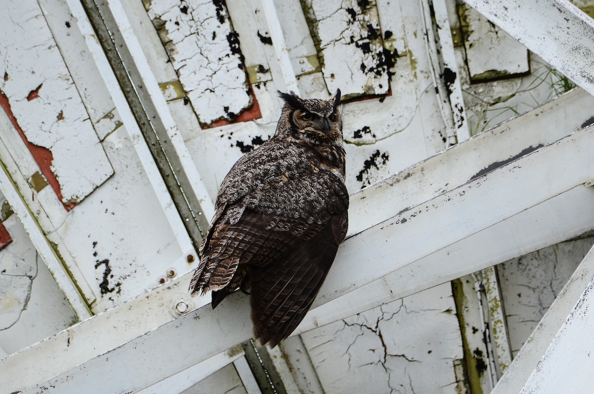 Great Horned Owl - ML620416491