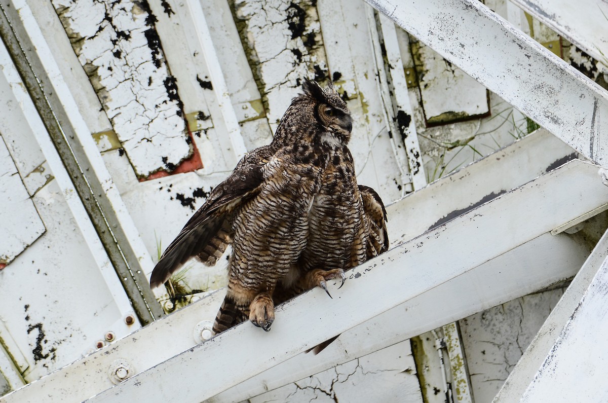 Great Horned Owl - ML620416492
