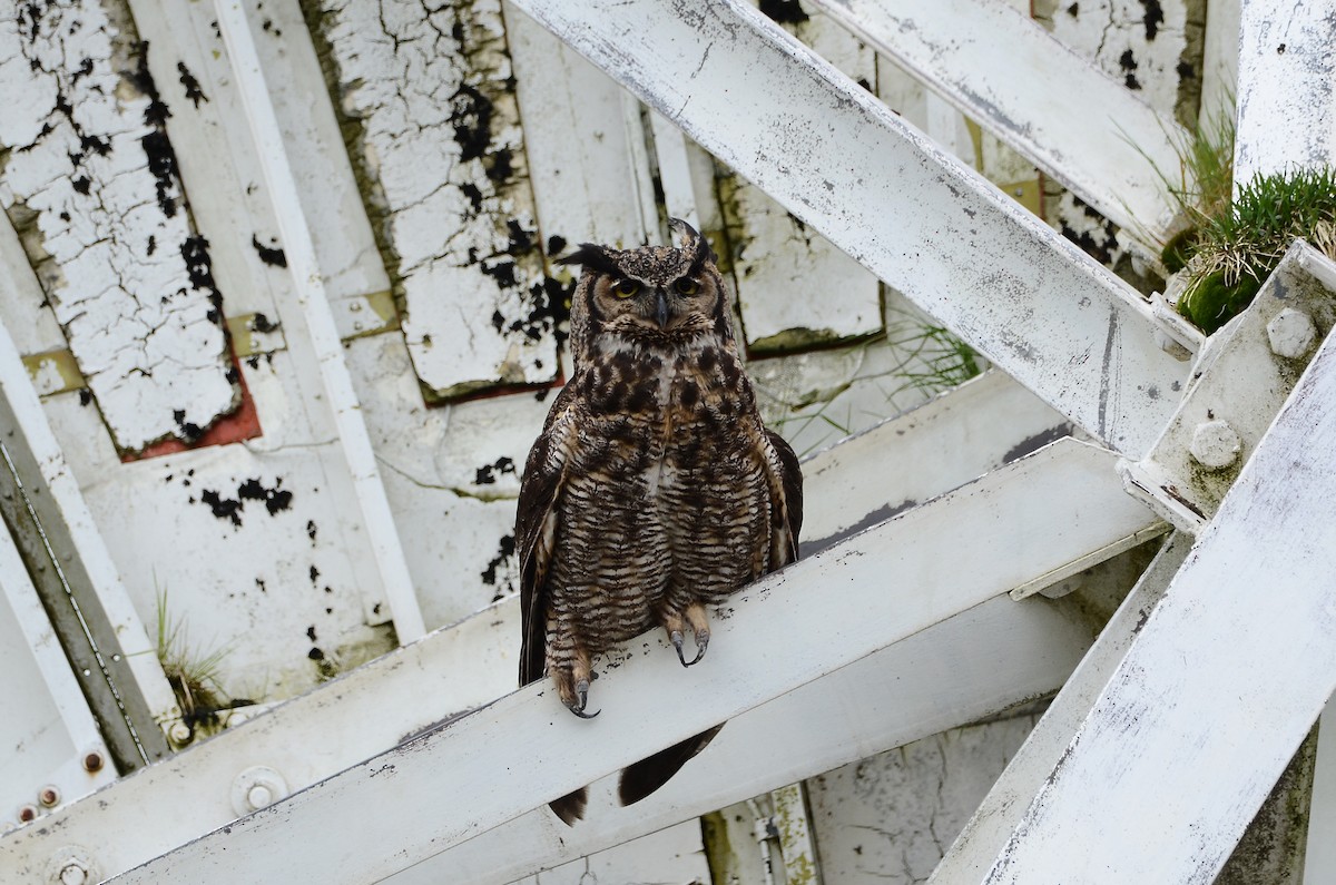 Great Horned Owl - ML620416493