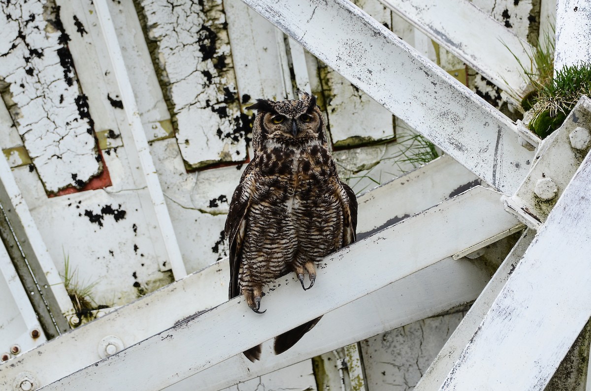 Great Horned Owl - ML620416494