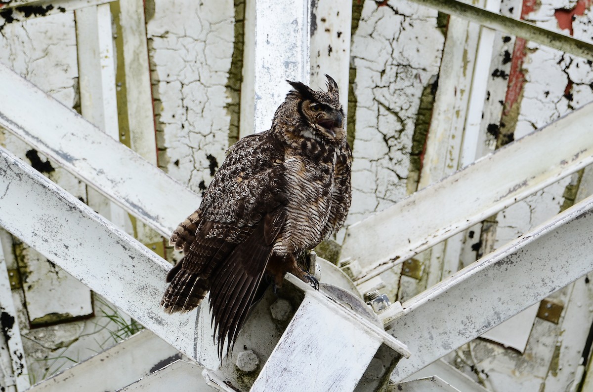 Great Horned Owl - ML620416495