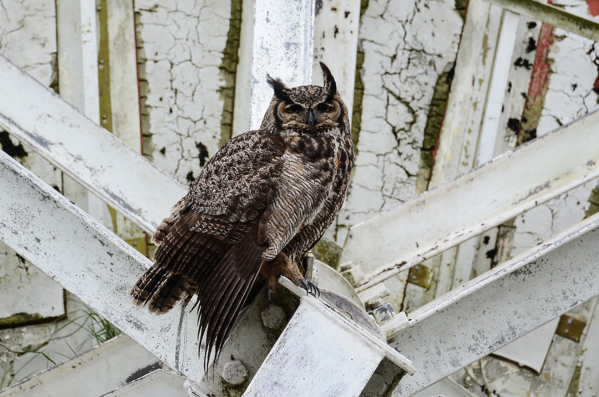 Great Horned Owl - ML620416497
