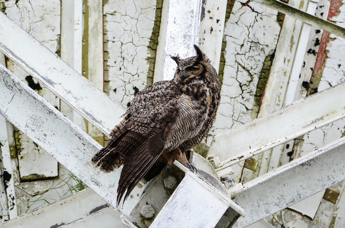 Great Horned Owl - ML620416500
