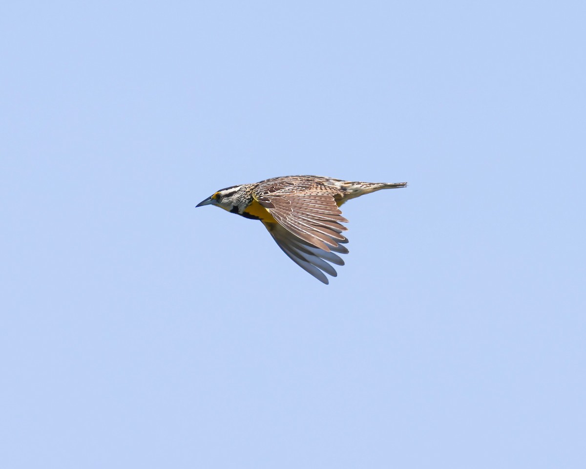 Eastern Meadowlark - ML620416506