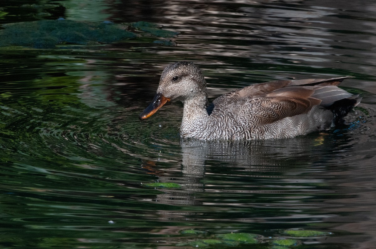 Gadwall - ML620416523