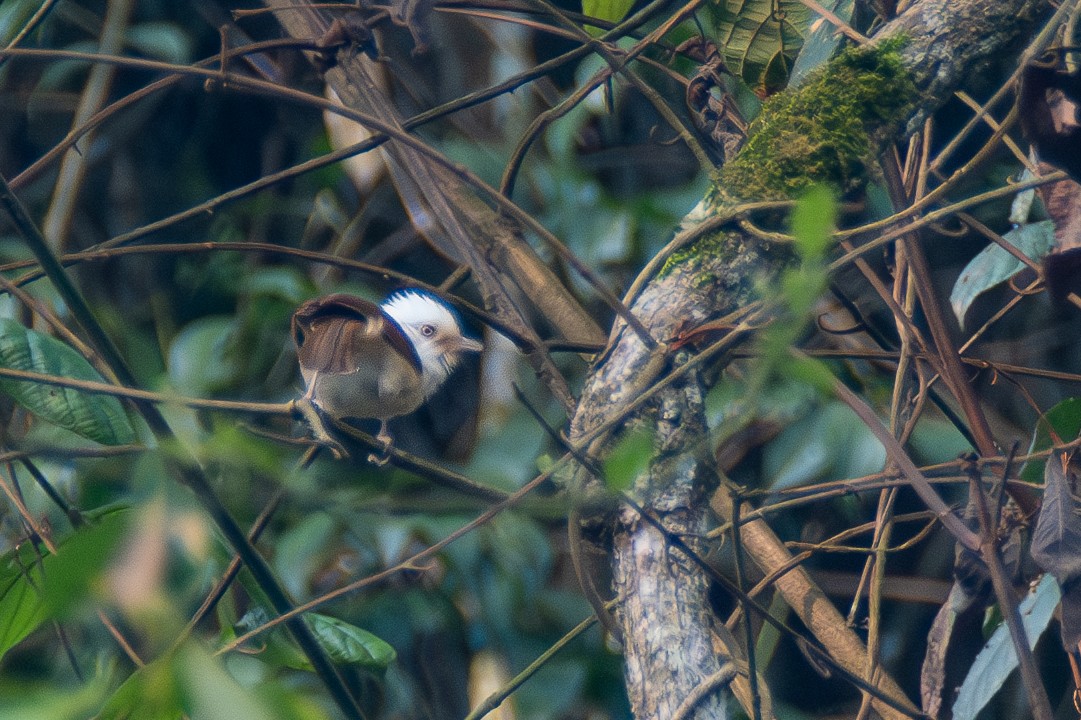 White-hooded Babbler - ML620416528