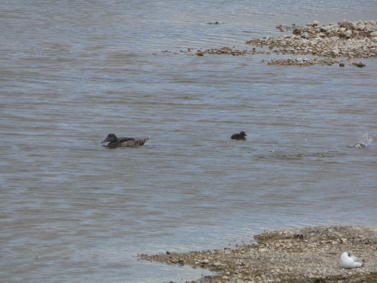 Common Eider - ML620416539