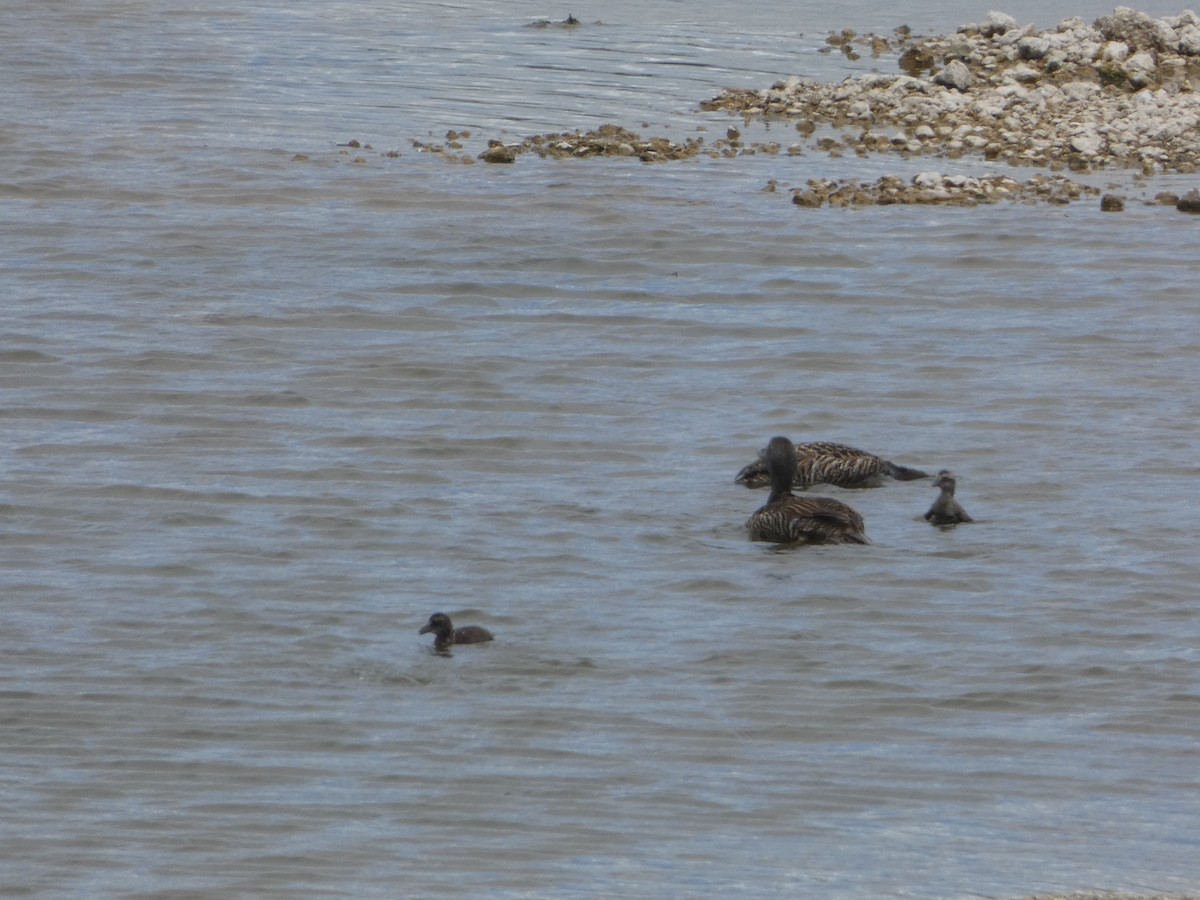 Common Eider - Josh Hedley