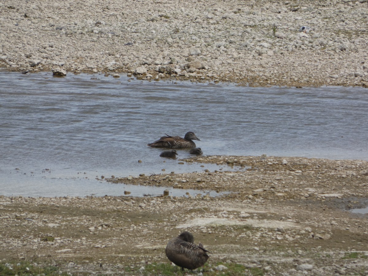 Common Eider - ML620416541