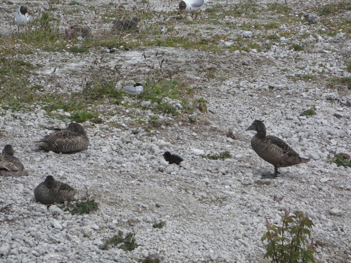 Common Eider - ML620416542