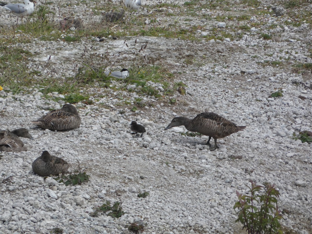 Common Eider - ML620416543