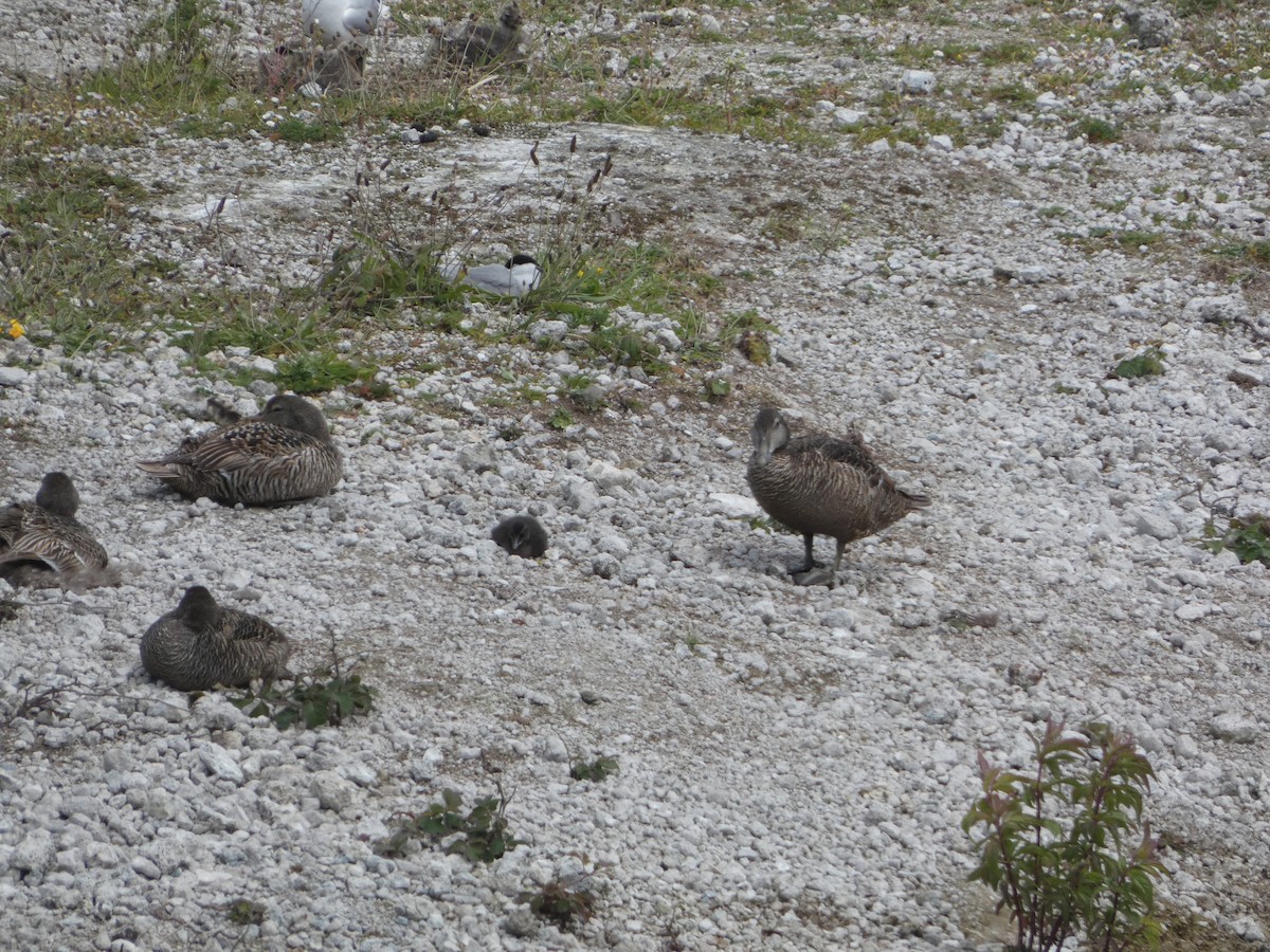 Common Eider - ML620416544