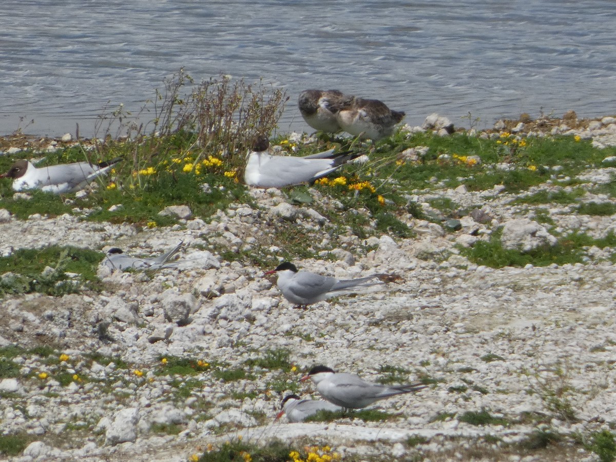 Arctic Tern - ML620416555