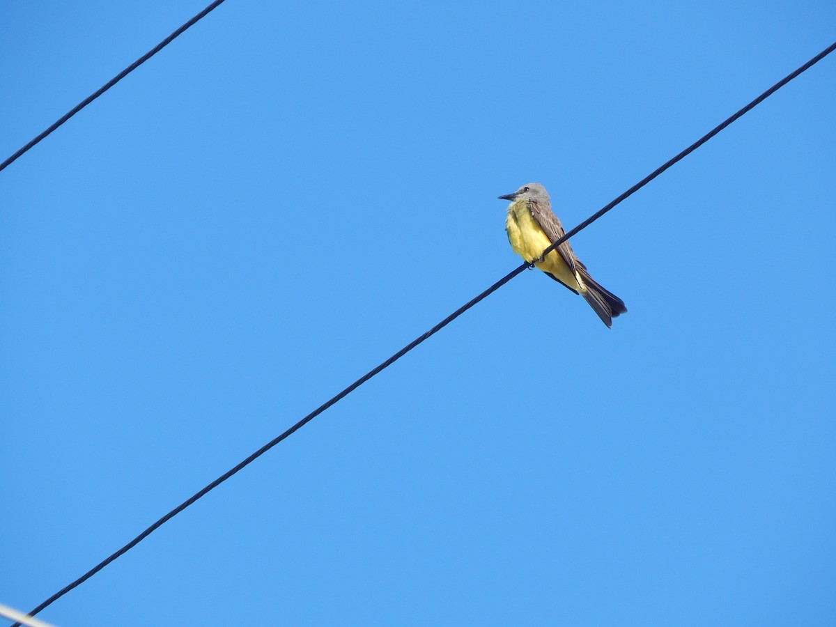 Tropical Kingbird - ML620416563