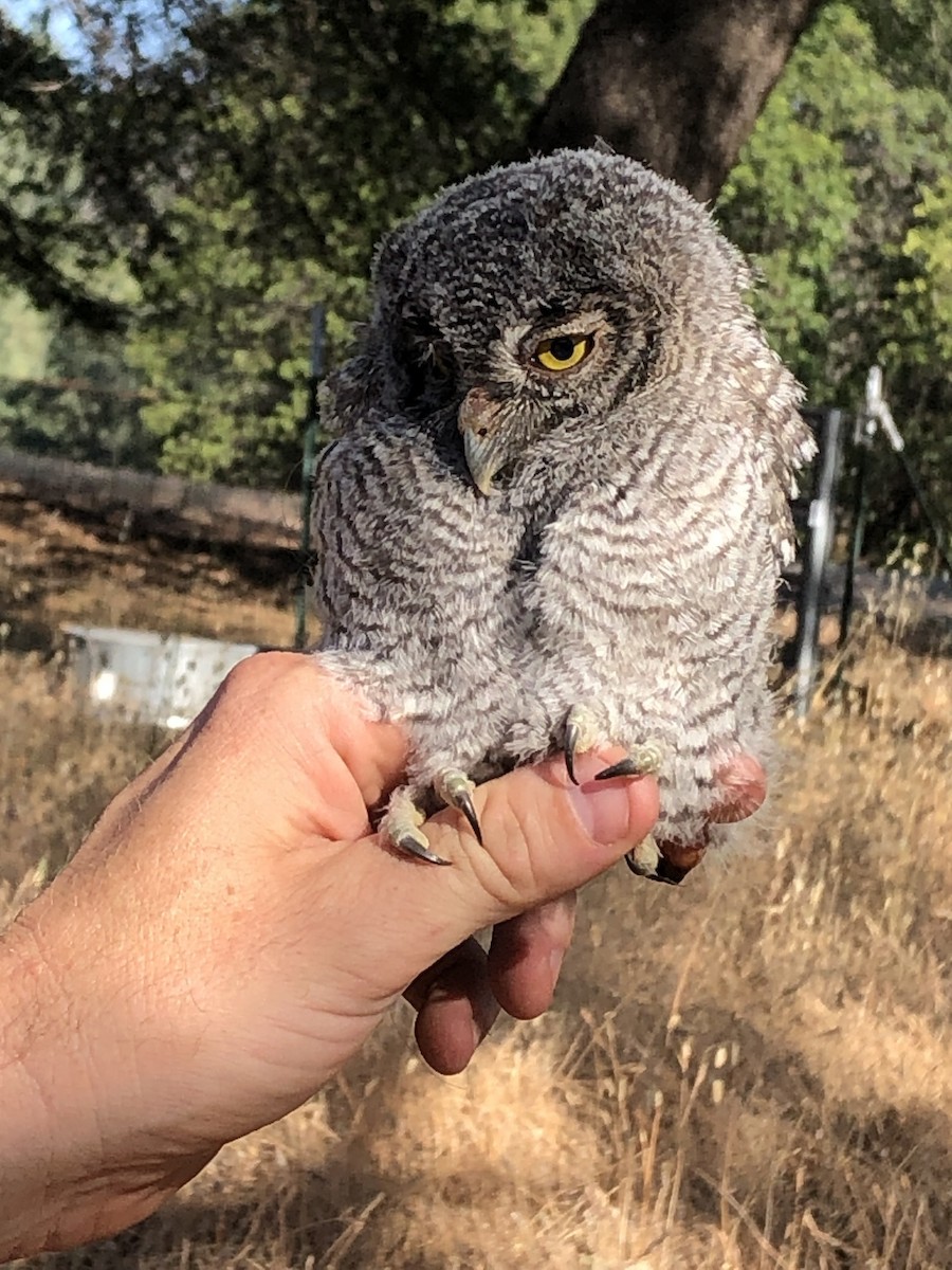 Western Screech-Owl - ML620416600