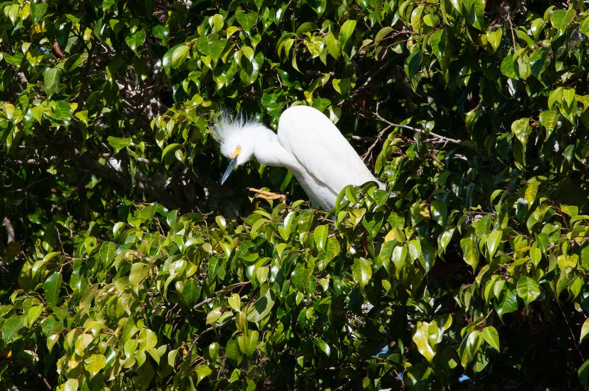 Snowy Egret - ML620416601