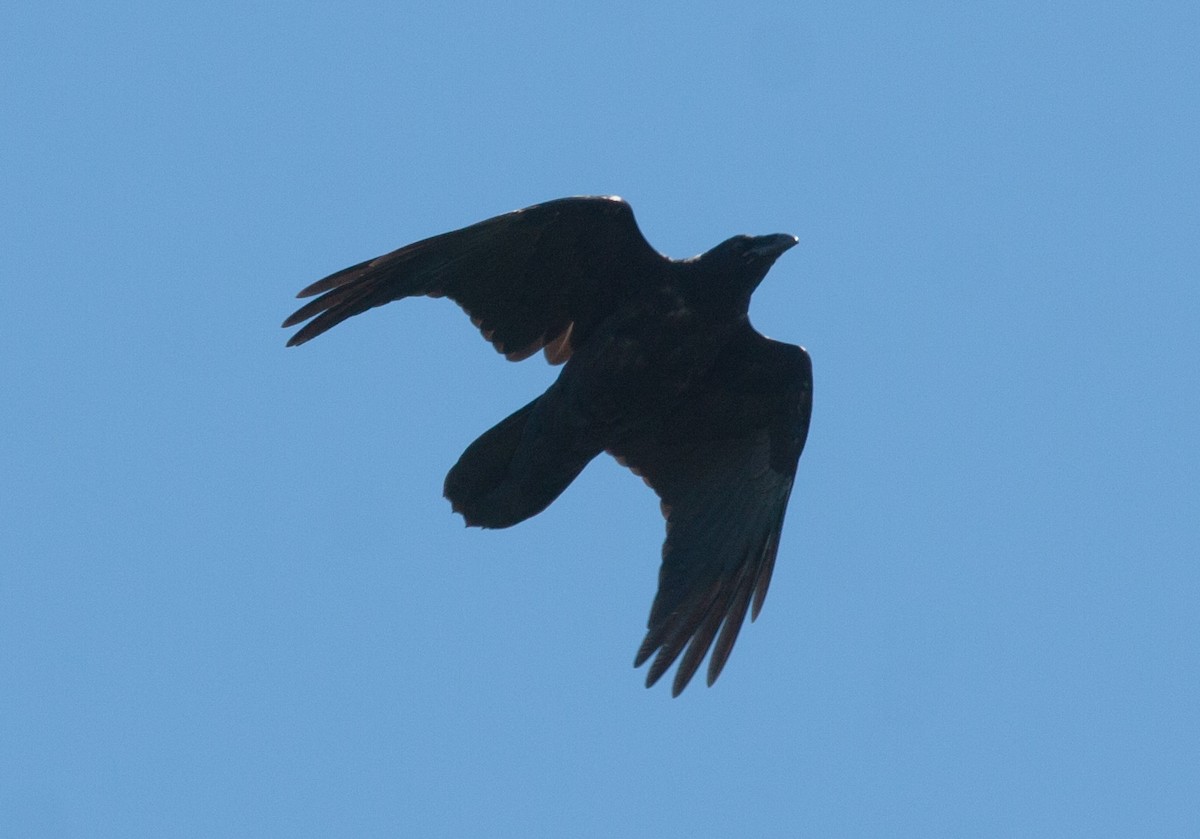 Common Raven - ML620416603