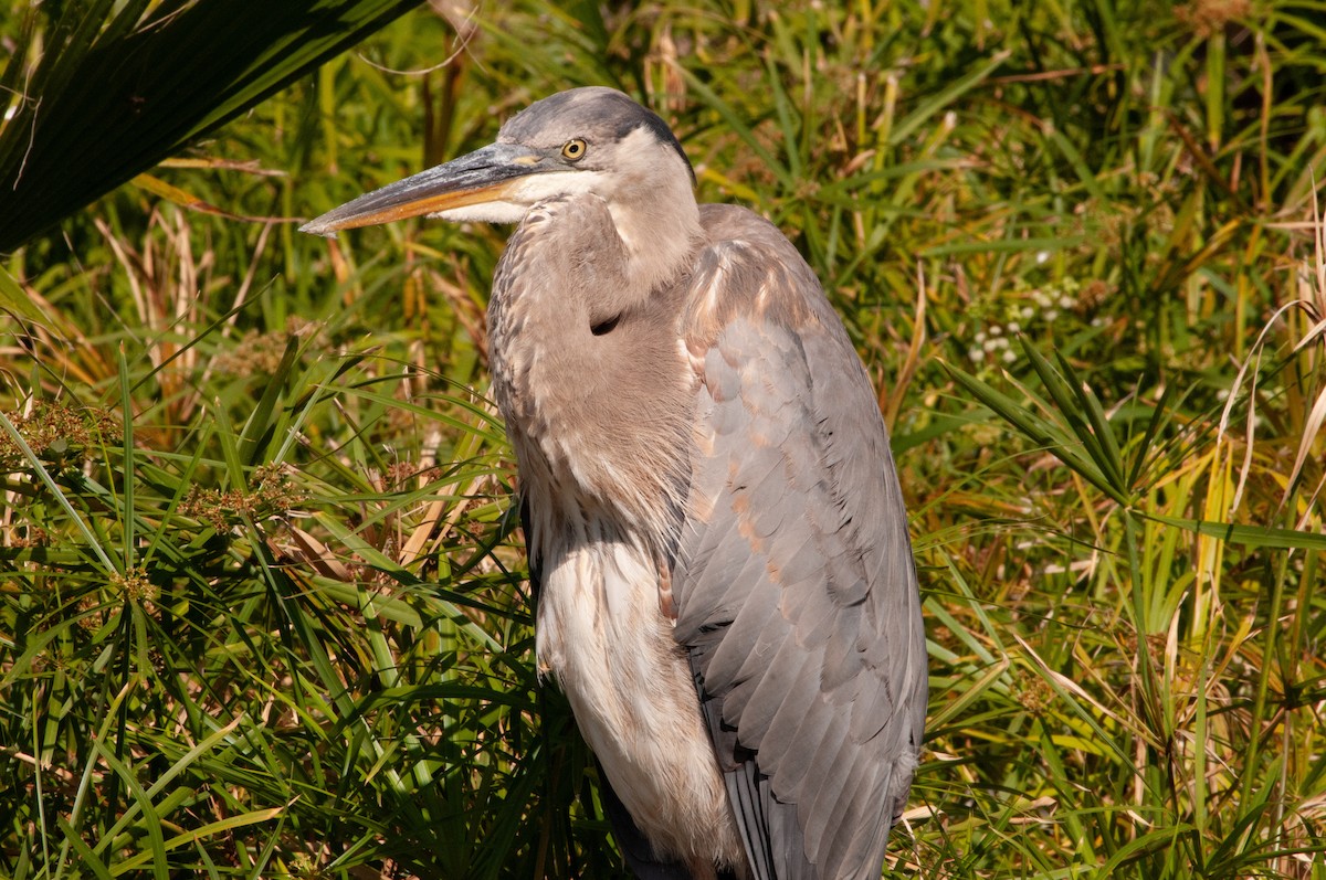 Great Blue Heron - ML620416606