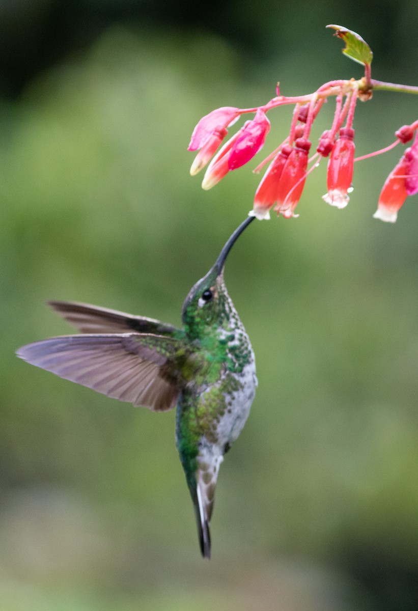 kolibřík aksamitový - ML620416610