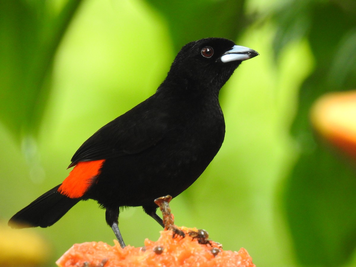 Scarlet-rumped Tanager - ML620416638