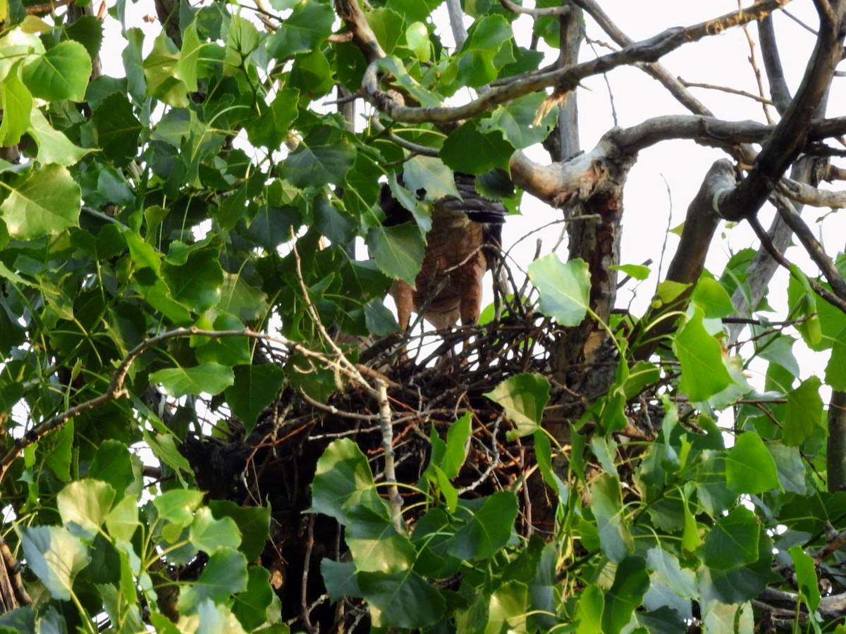 Cooper's Hawk - ML620416639