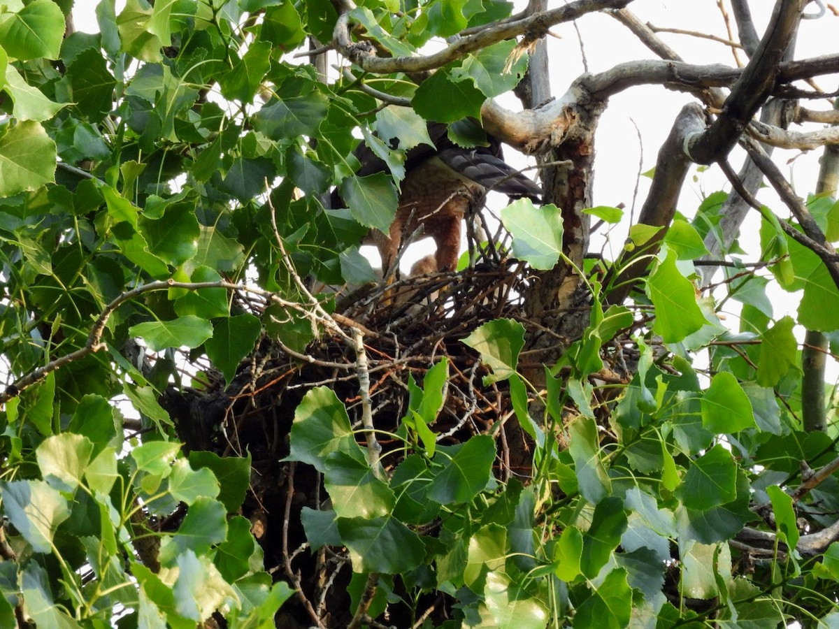 Cooper's Hawk - ML620416640