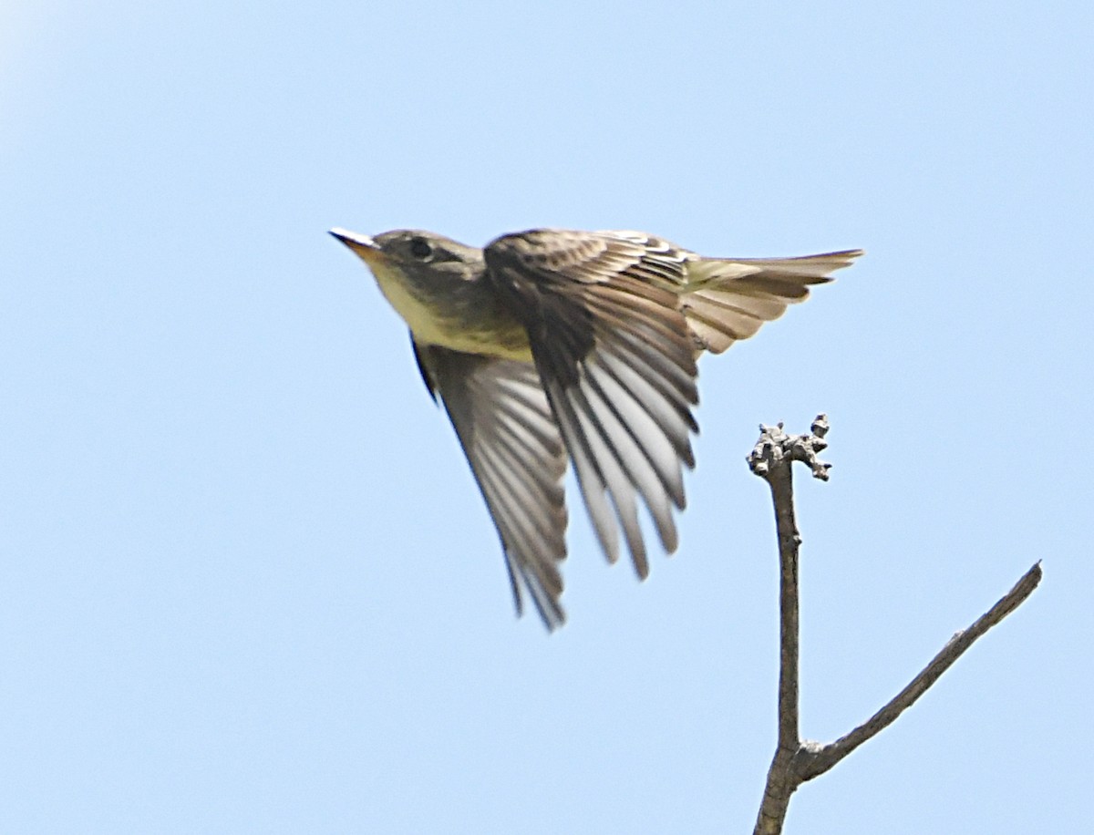 Olive-sided Flycatcher - ML620416641