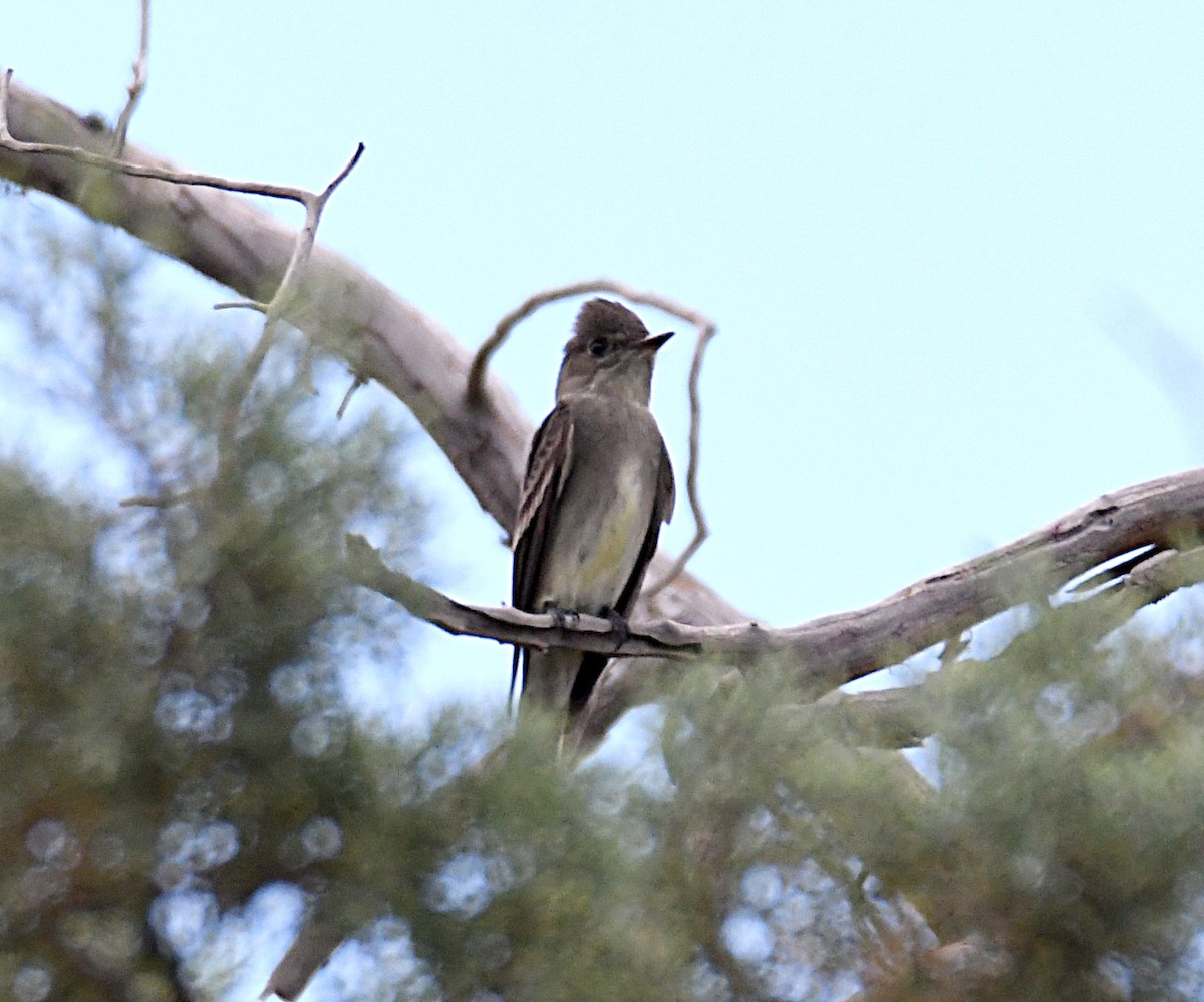 Olive-sided Flycatcher - ML620416642