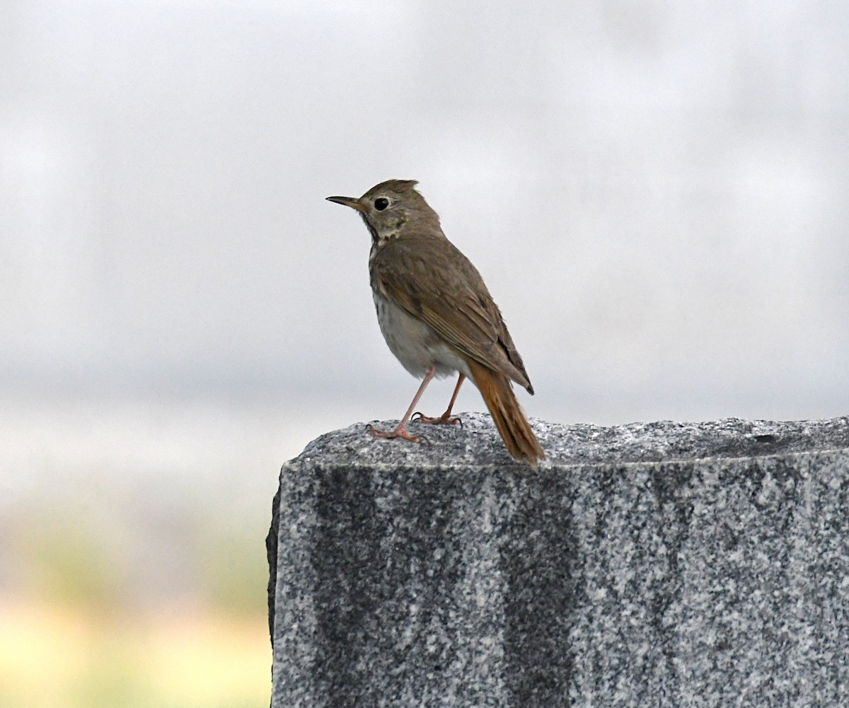 Hermit Thrush - Glenn Wyatt