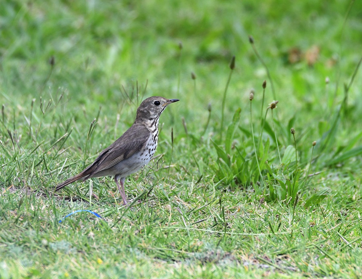 Hermit Thrush - ML620416648