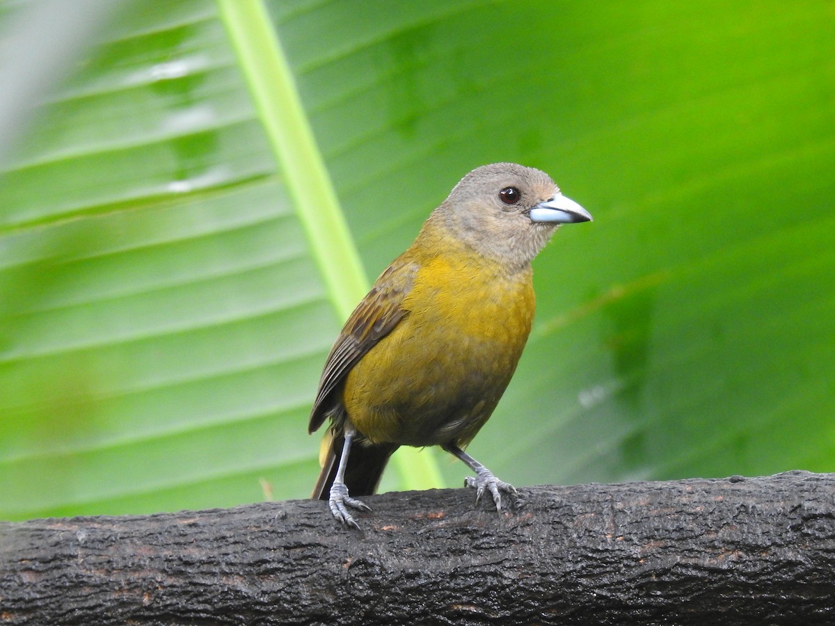 Scarlet-rumped Tanager - ML620416649