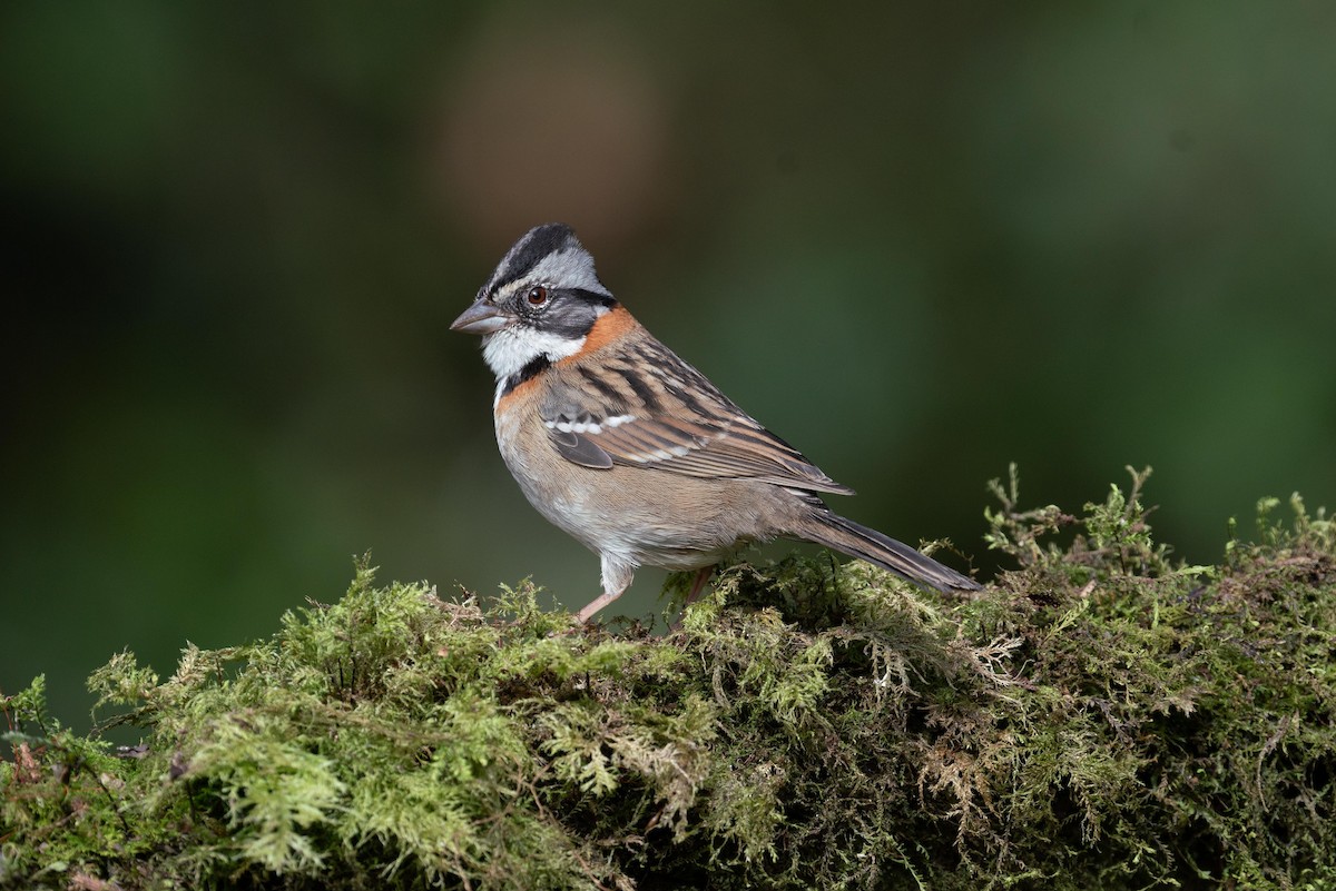 Rufous-collared Sparrow - ML620416653