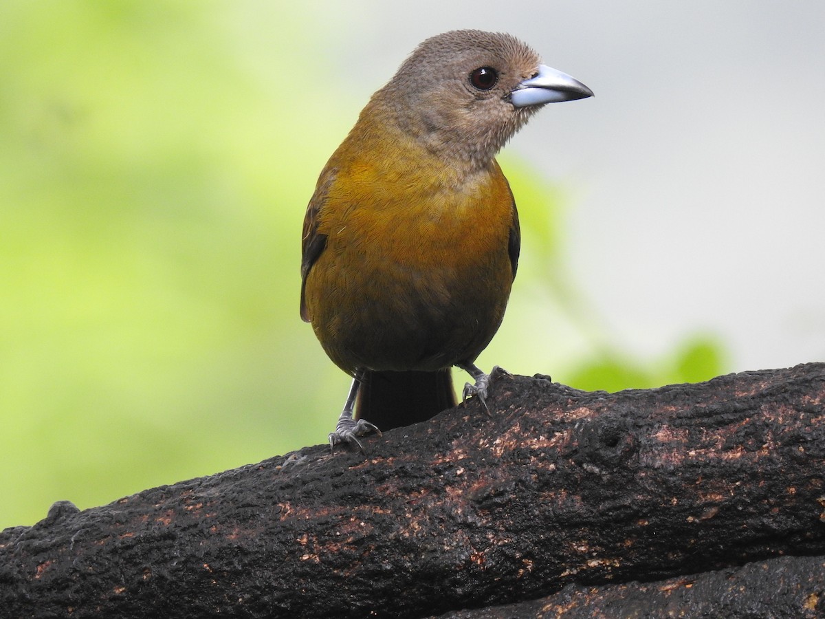 Scarlet-rumped Tanager - ML620416659