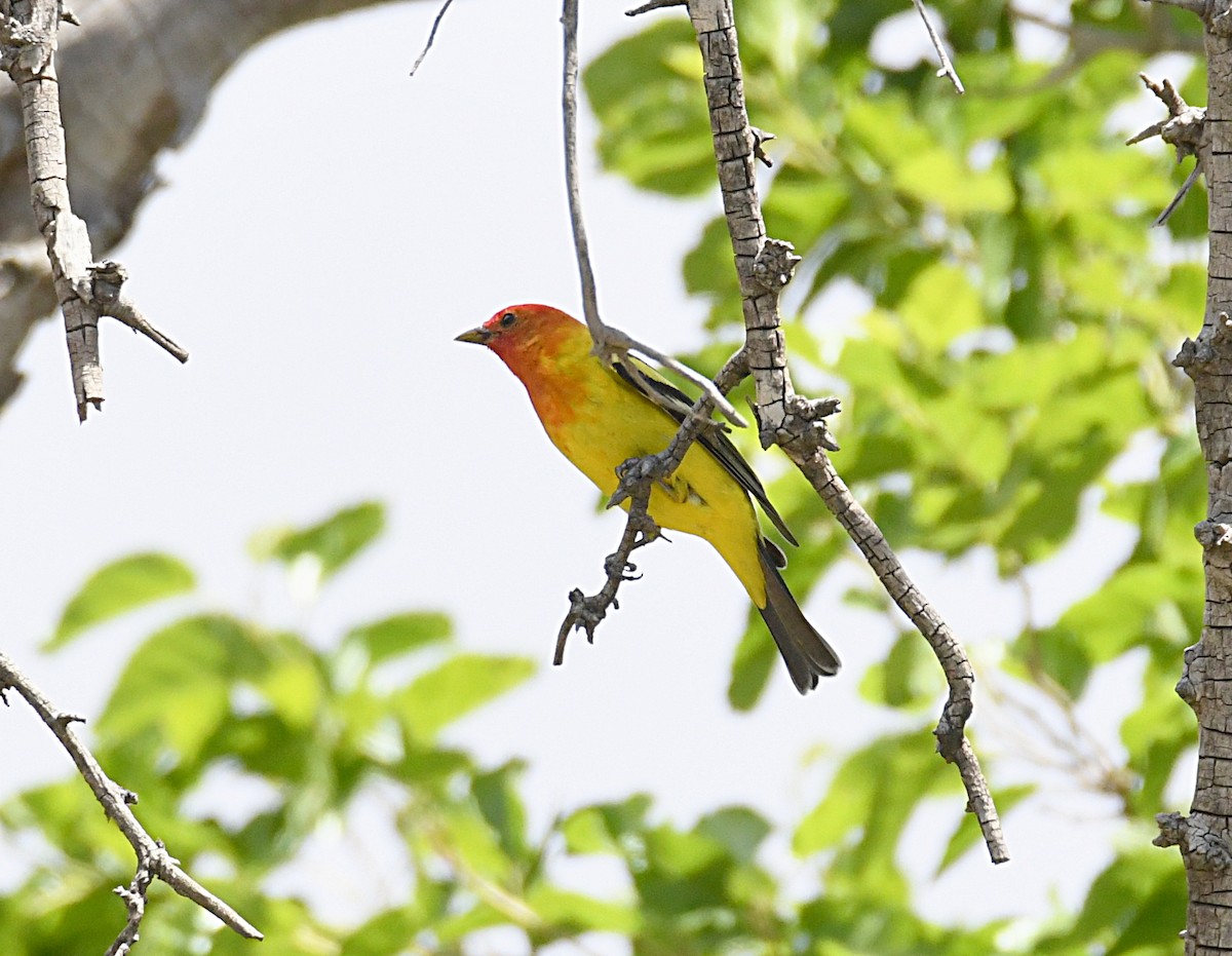 Western Tanager - ML620416664