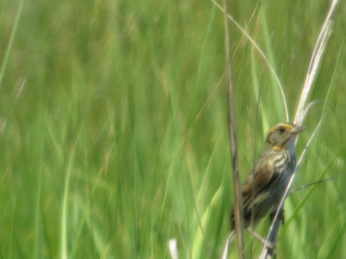 Saltmarsh Sparrow - Randy Fisher
