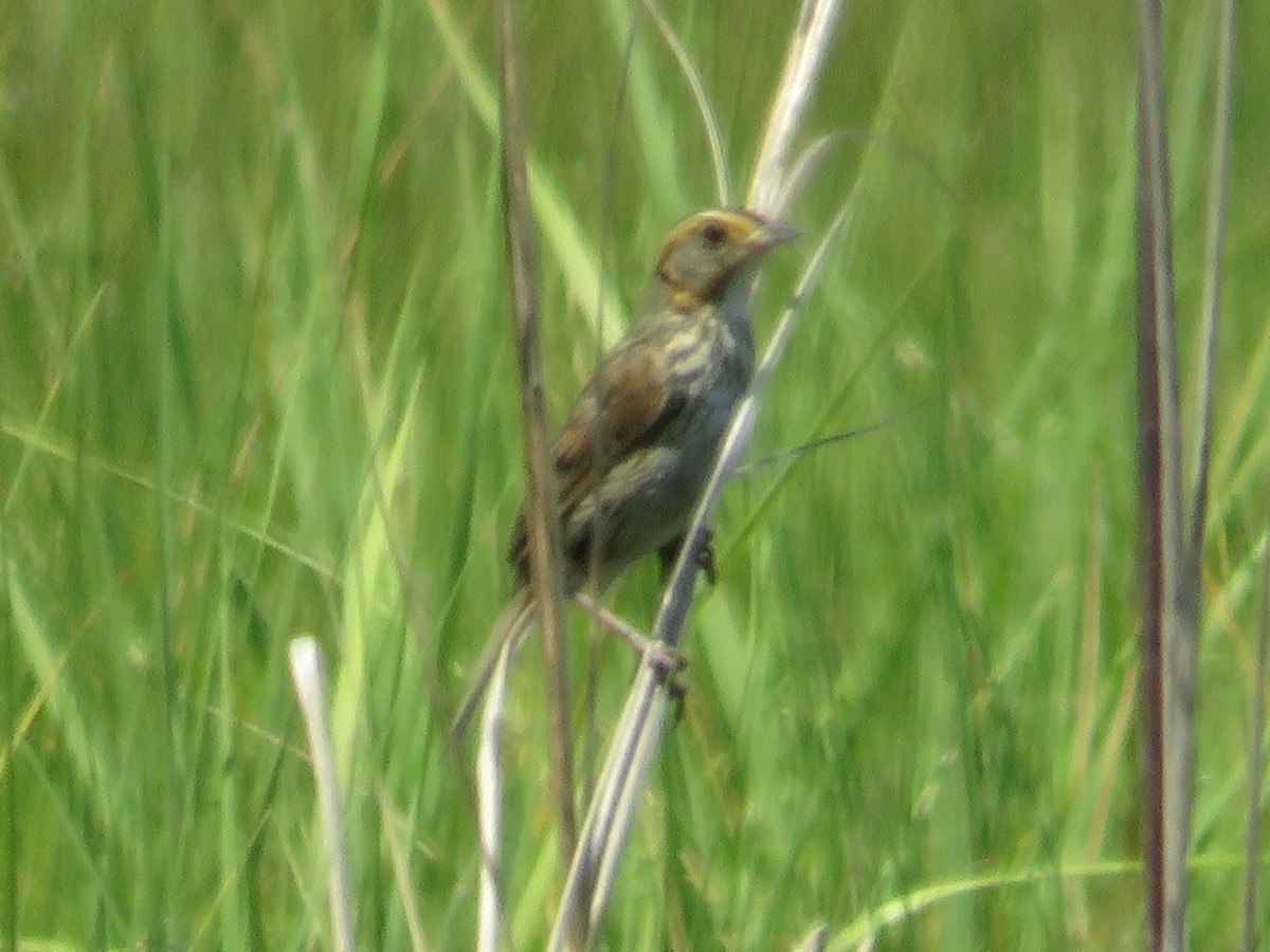 Saltmarsh Sparrow - ML620416671