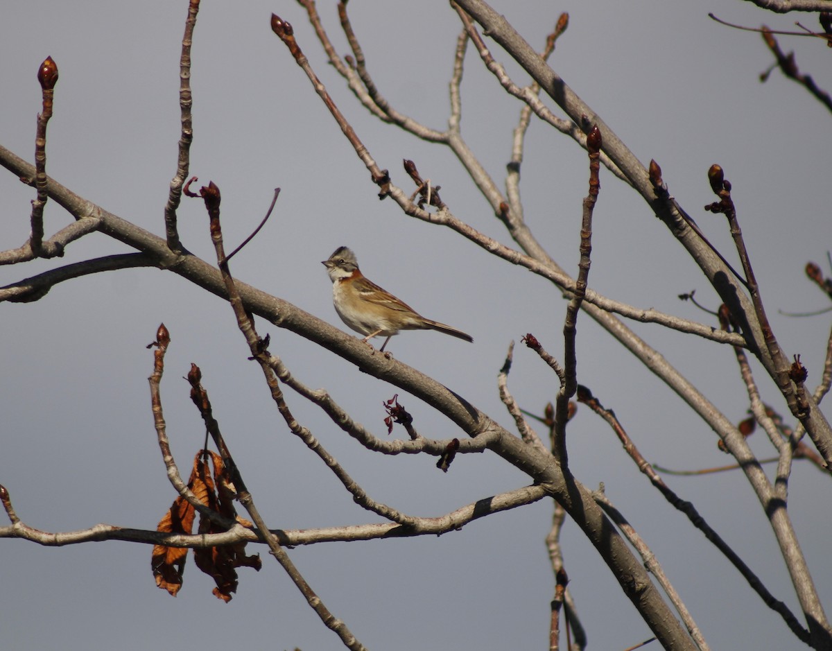 Rufous-collared Sparrow - ML620416686