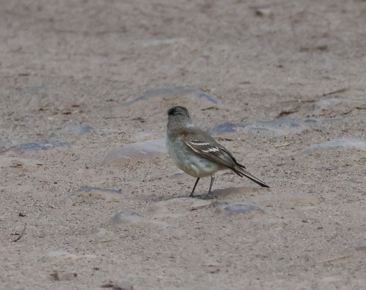 Gray Flycatcher - ML620416689