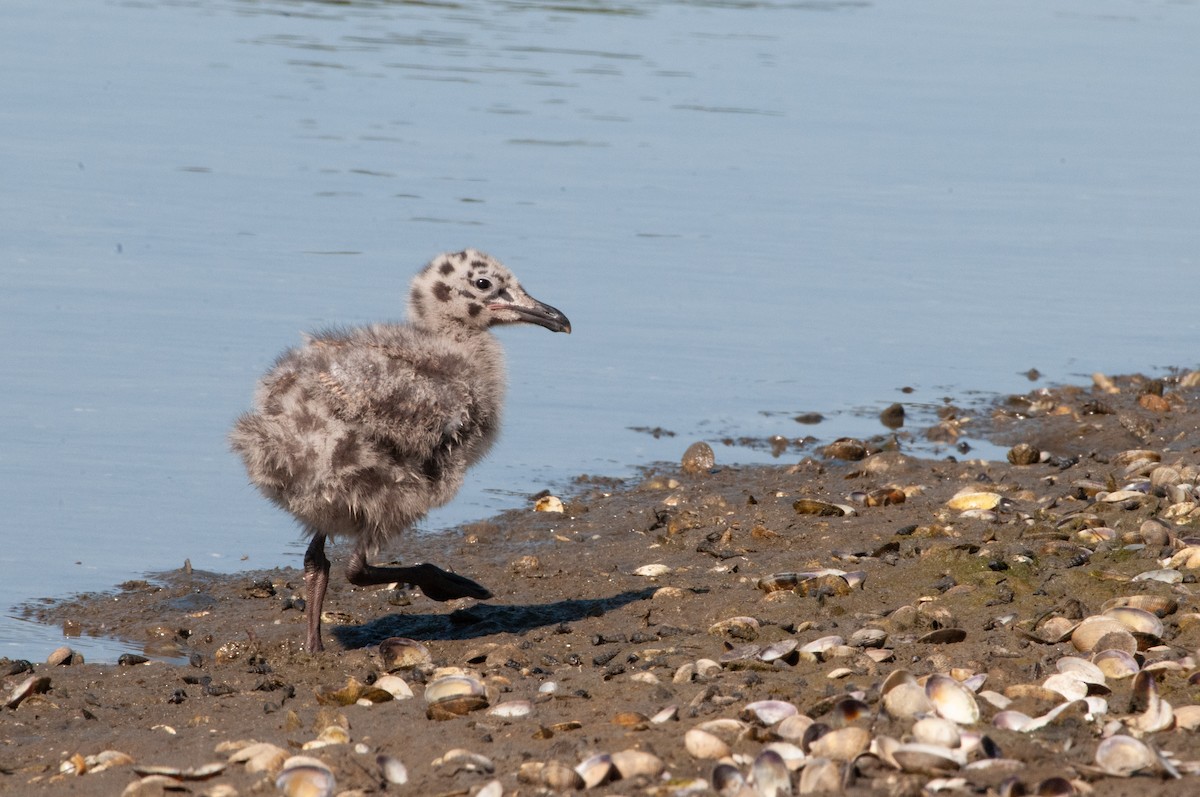 Western Gull - ML620416692