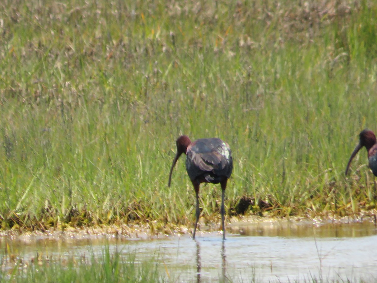 ibis hnědý - ML620416697
