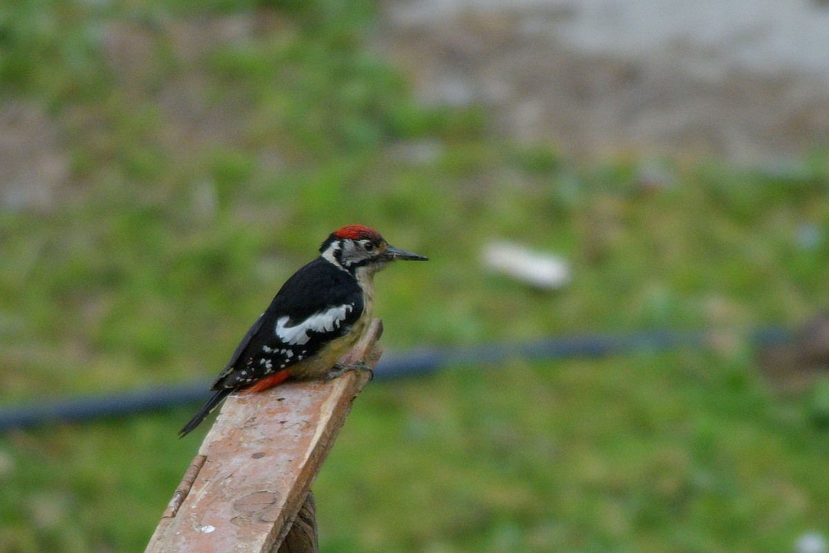 Himalayan Woodpecker - ML620416710