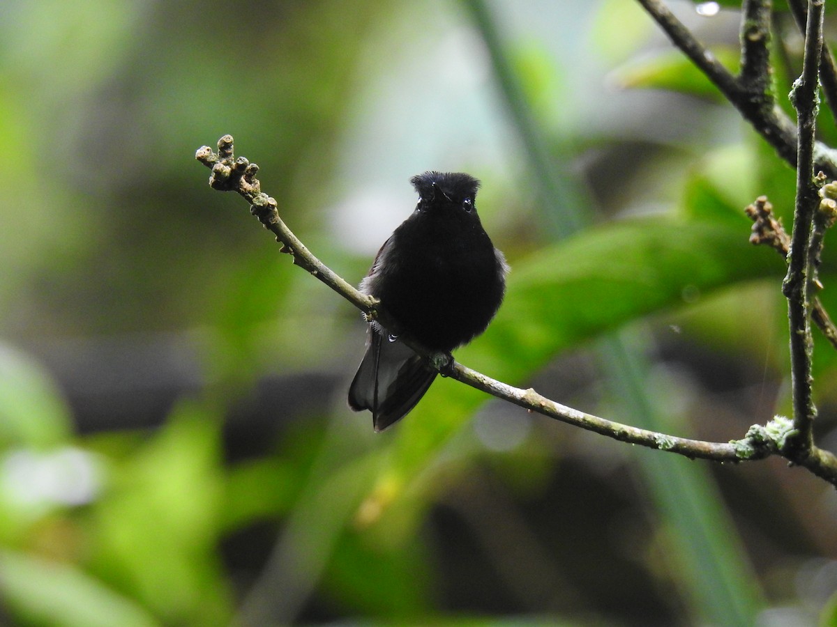 Black-bellied Hummingbird - Coral Avilés Santiago