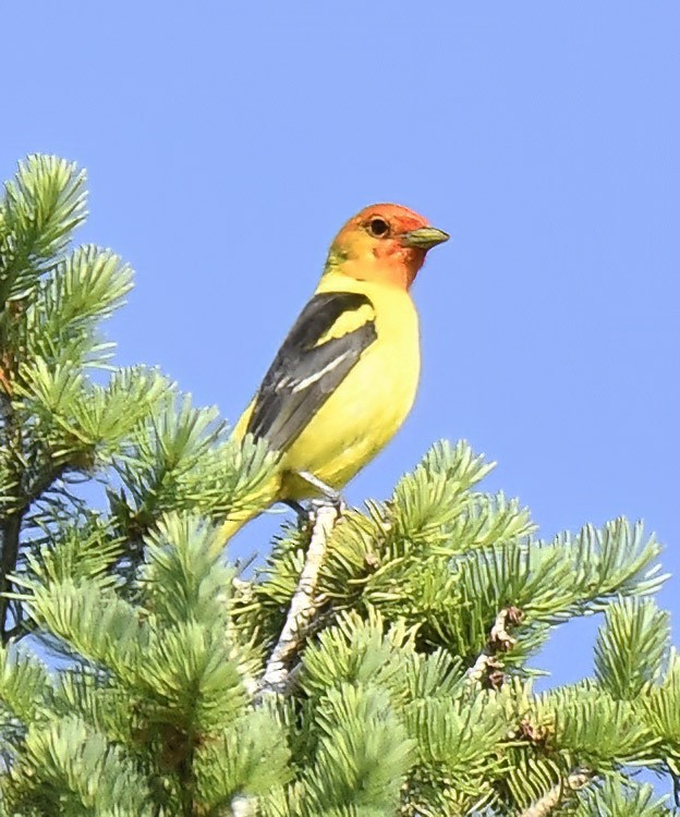 Western Tanager - ML620416717
