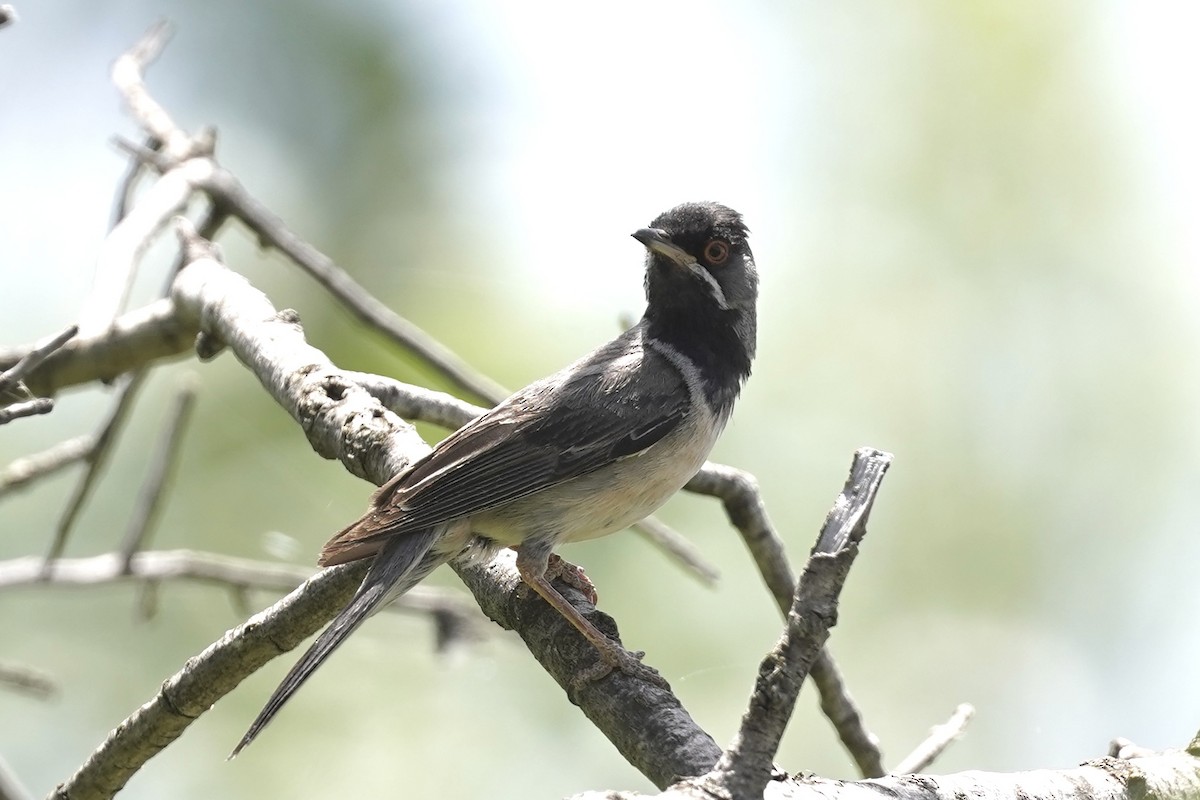 Rüppell's Warbler - ML620416718