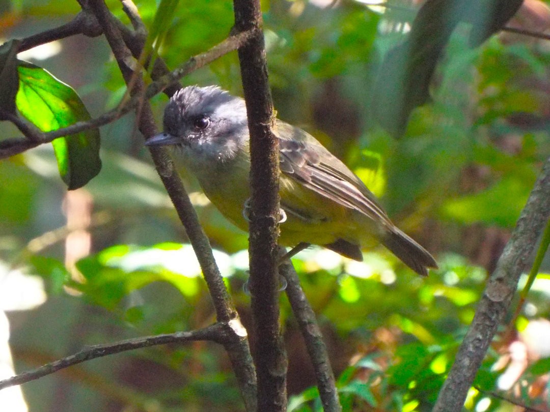 Plain Antvireo - ML620416723