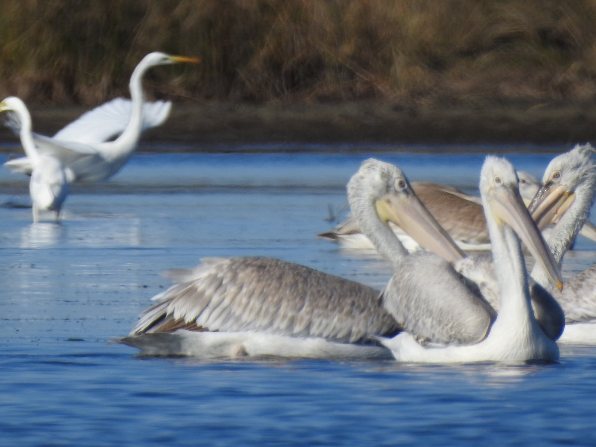 Dalmatian Pelican - ML620416731